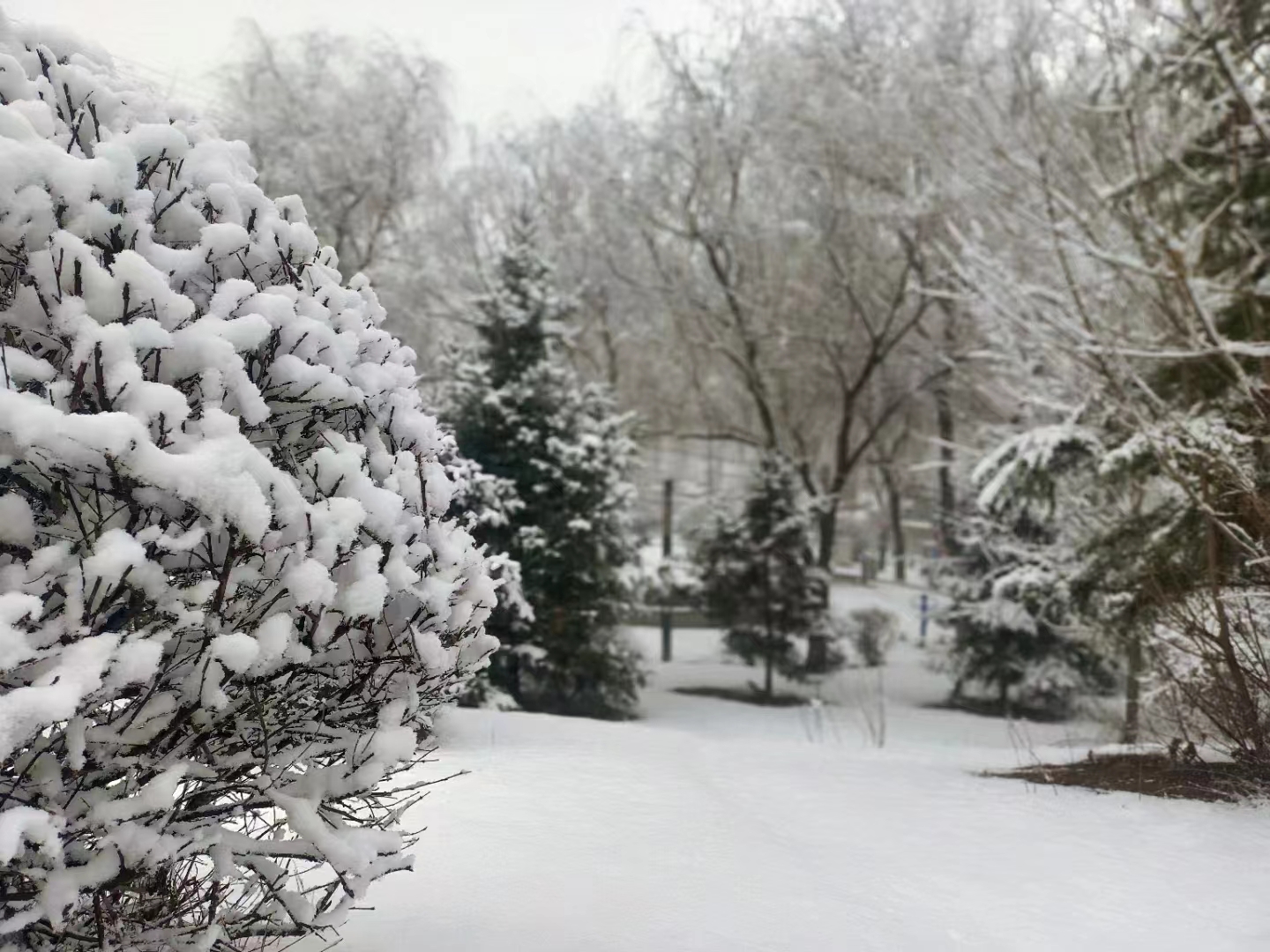 七绝.癸卯正月十八大雪