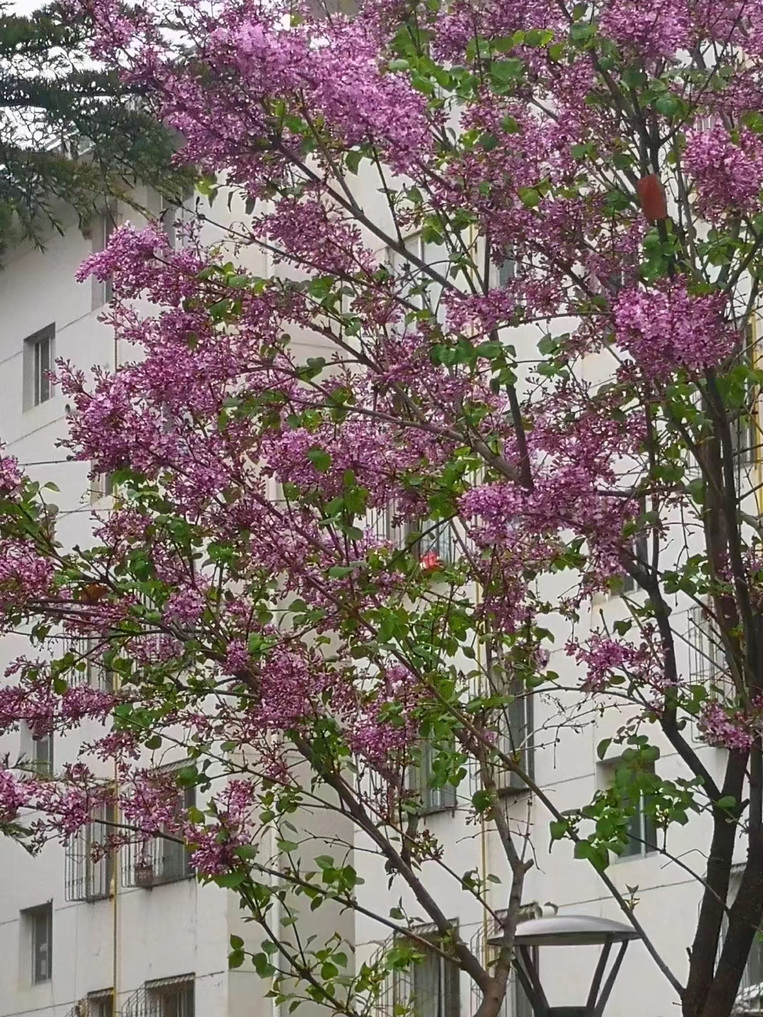 七绝.清明回乡