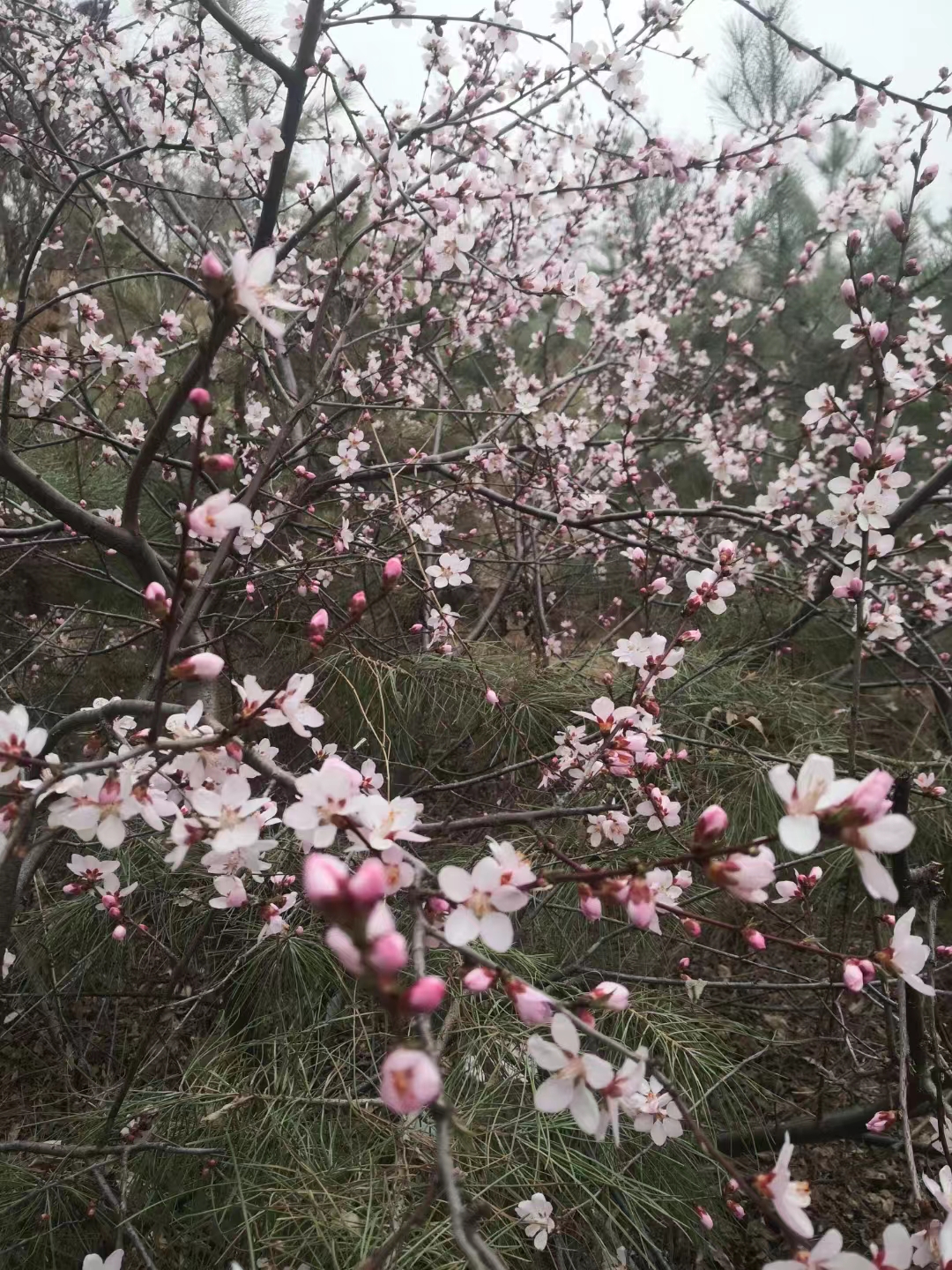 占春芳.盛会桃乡