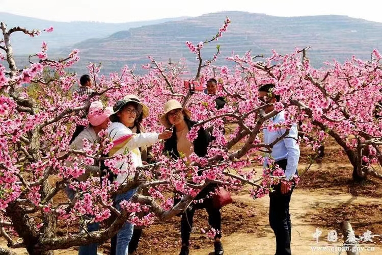 七绝.秦安桃花会