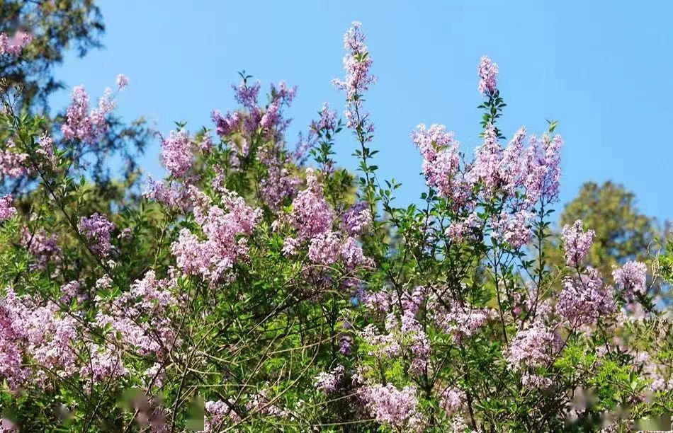 七绝.相逢清水丁香节