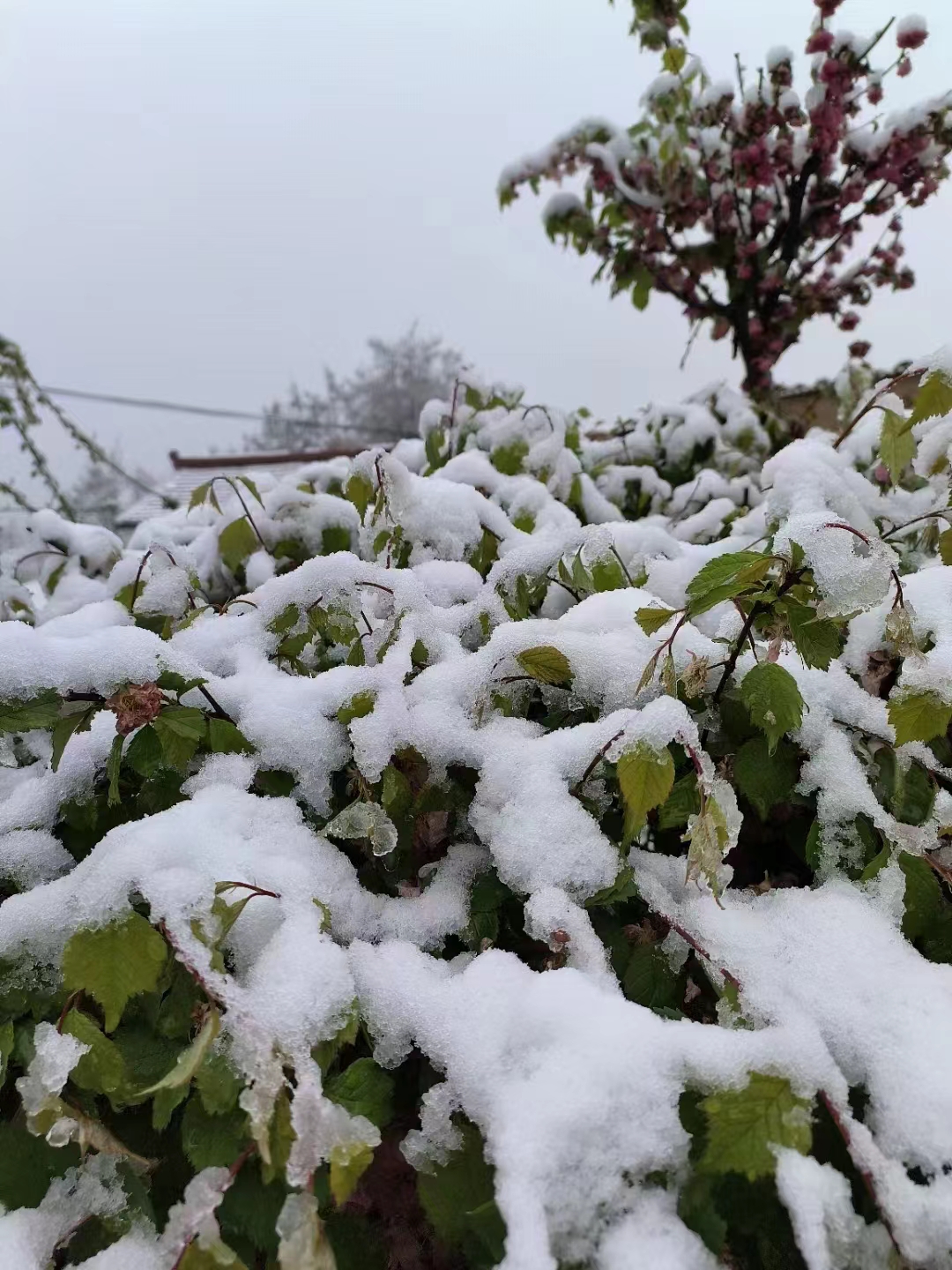 七绝.四月临立夏大雪