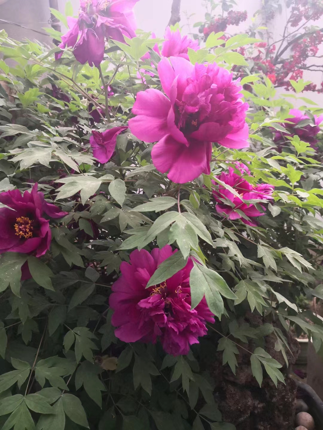 七绝.赏牡丹