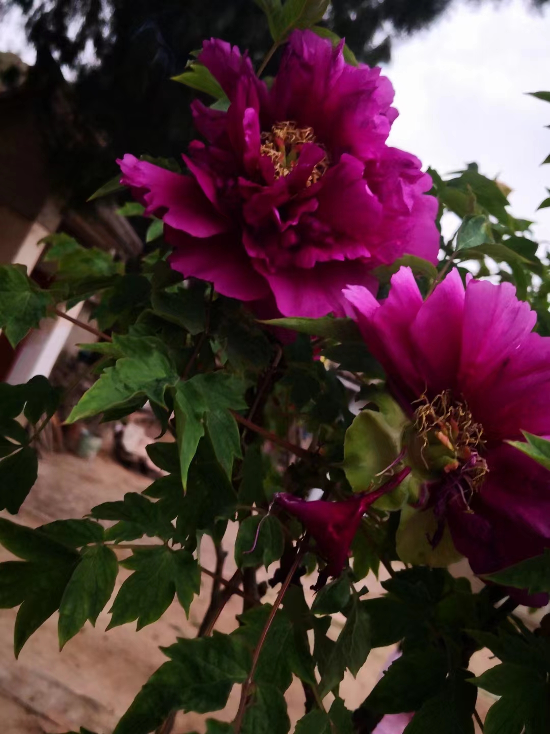 看花回.文友聚会仙岭千亩茆丹园