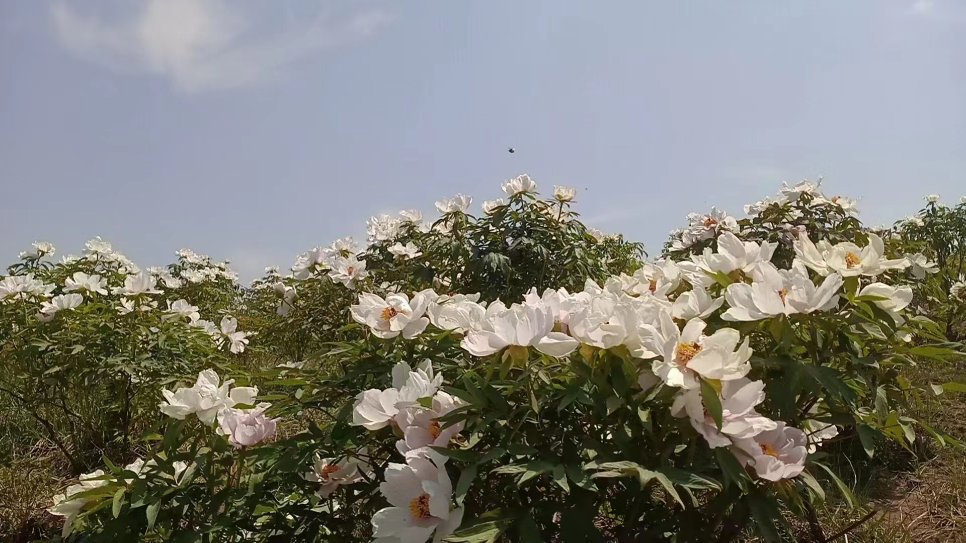 七绝.仙岭天香识村夫