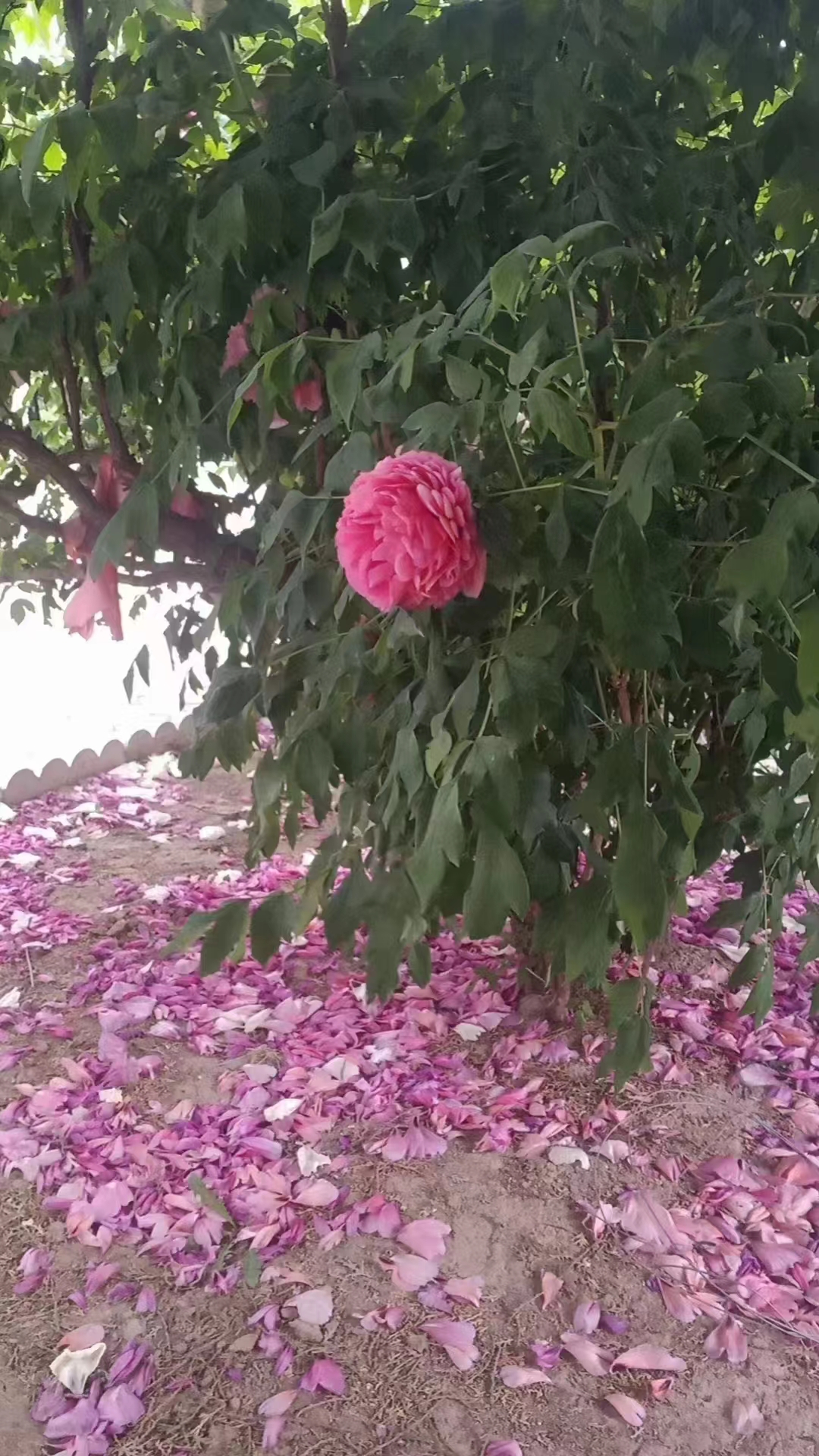 七绝.落花吟