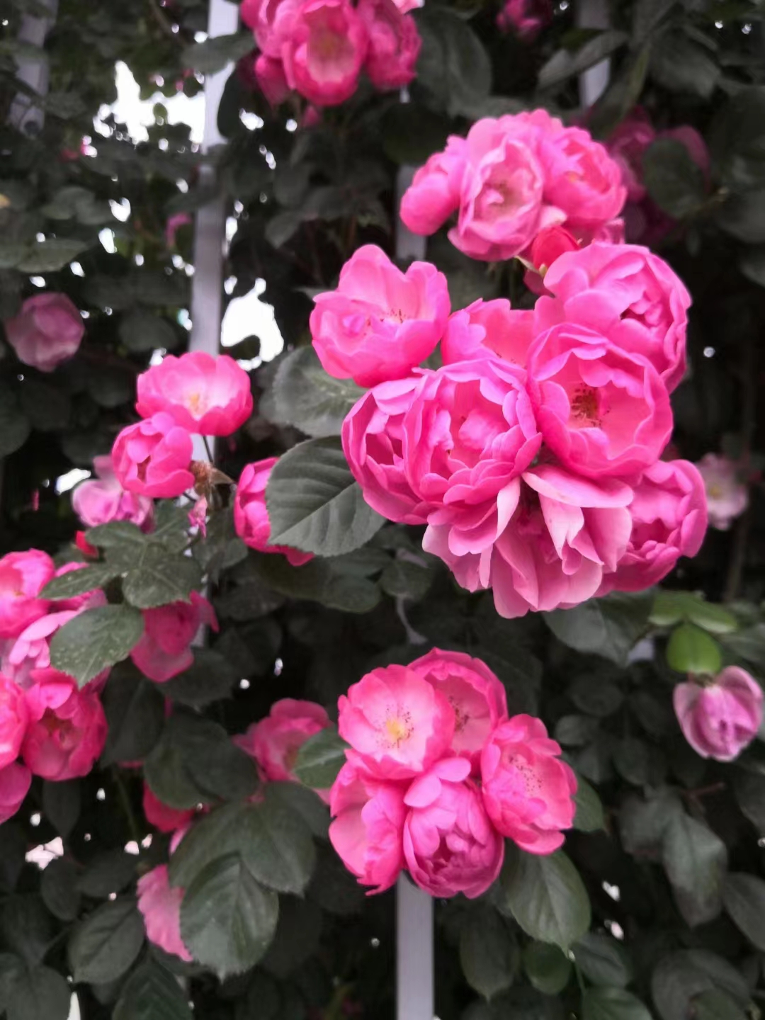 七绝.月季花