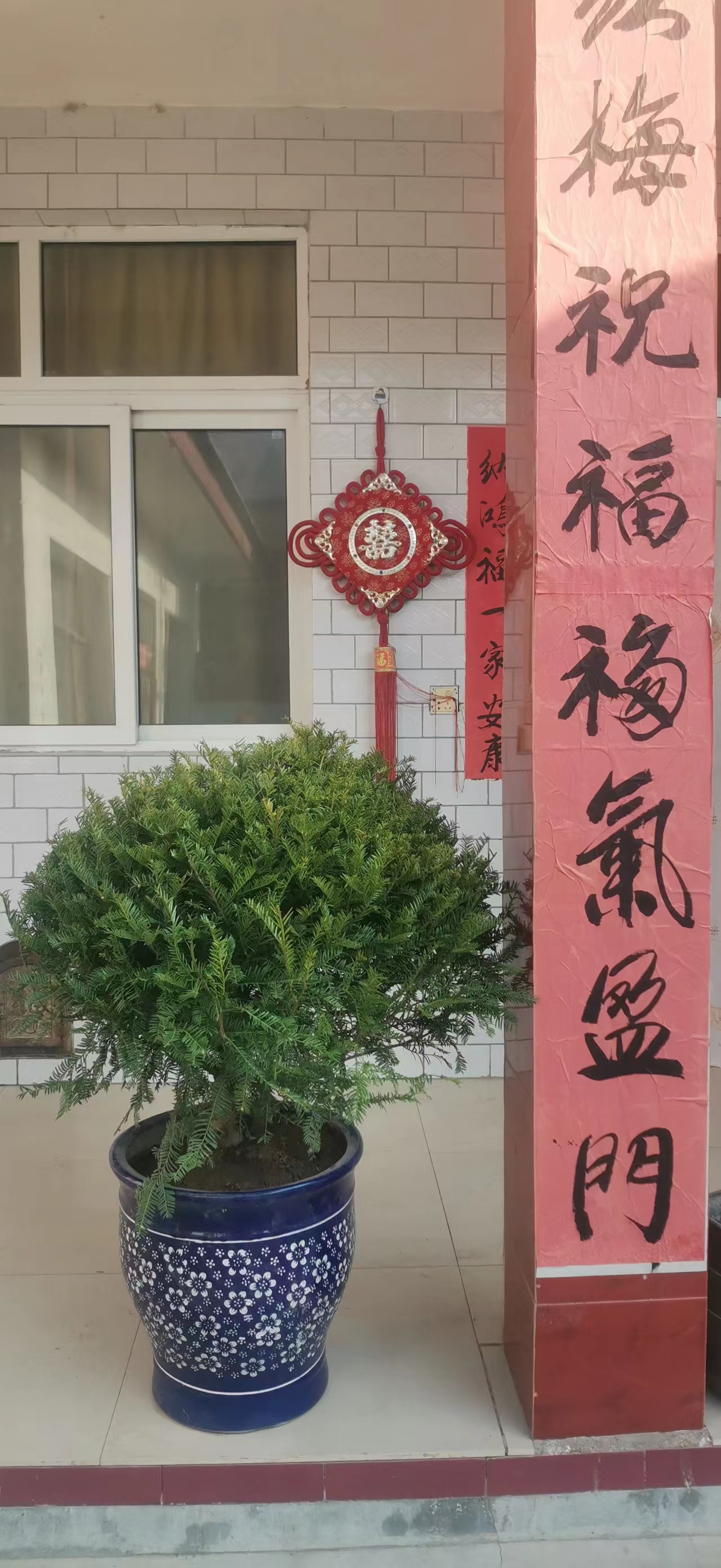 植红豆杉