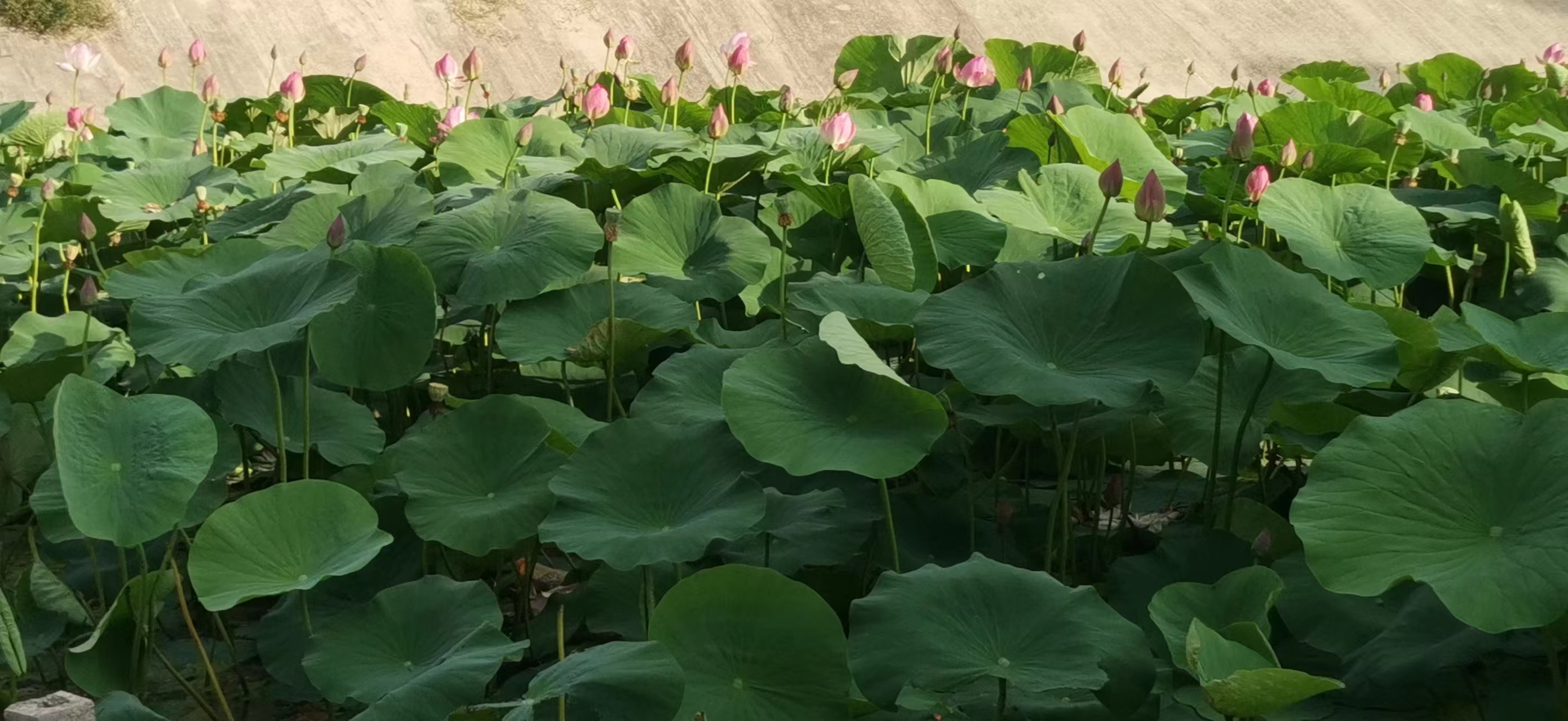 观花