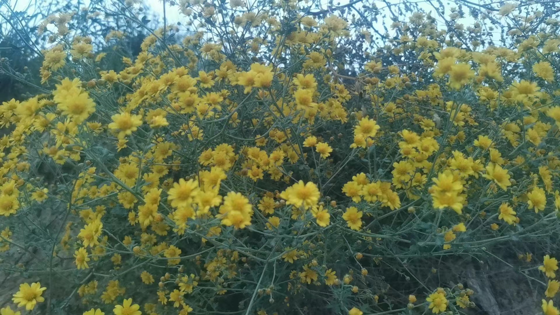 深秋相思