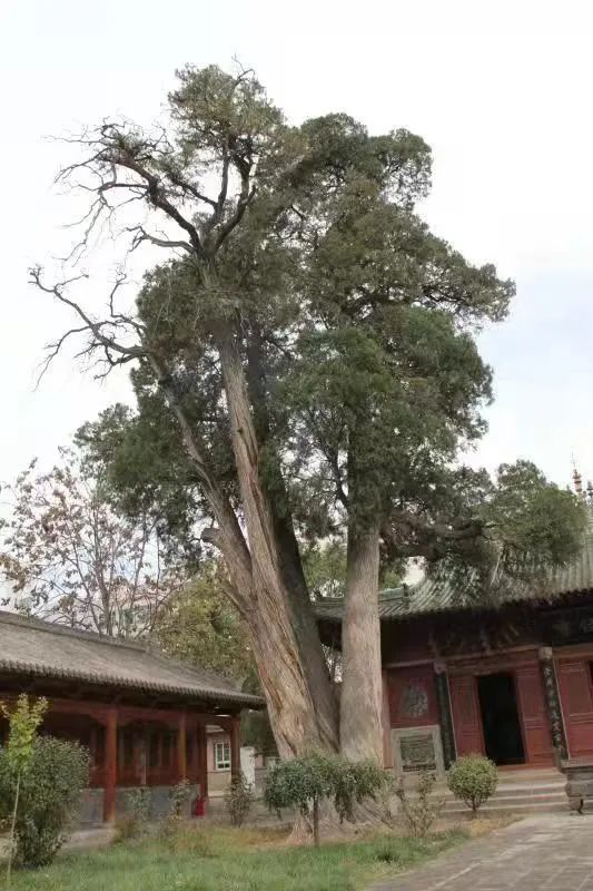 《秦安古树》序