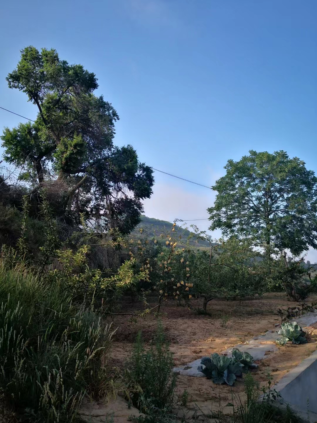 七绝.秦安八盘山晨行