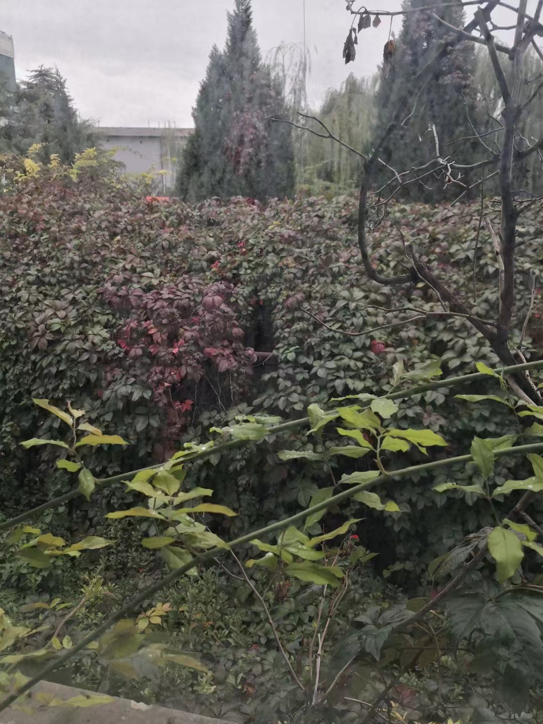 花前饮.雨中秋色