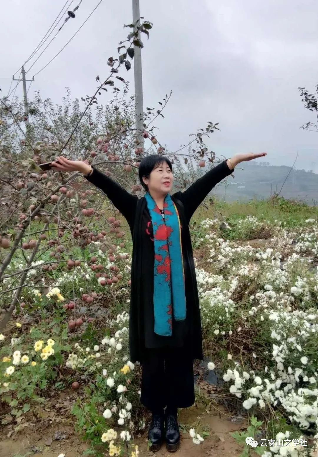 王琴敏/云岭千户菊花开