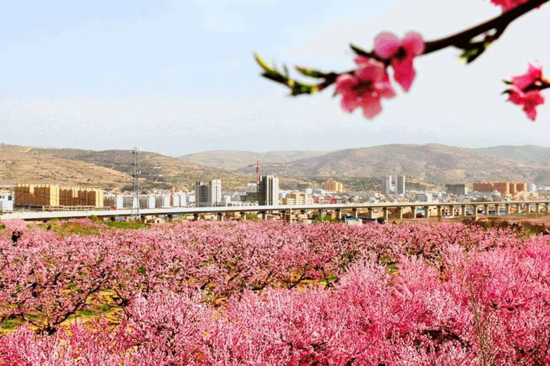 七绝  桃花坞