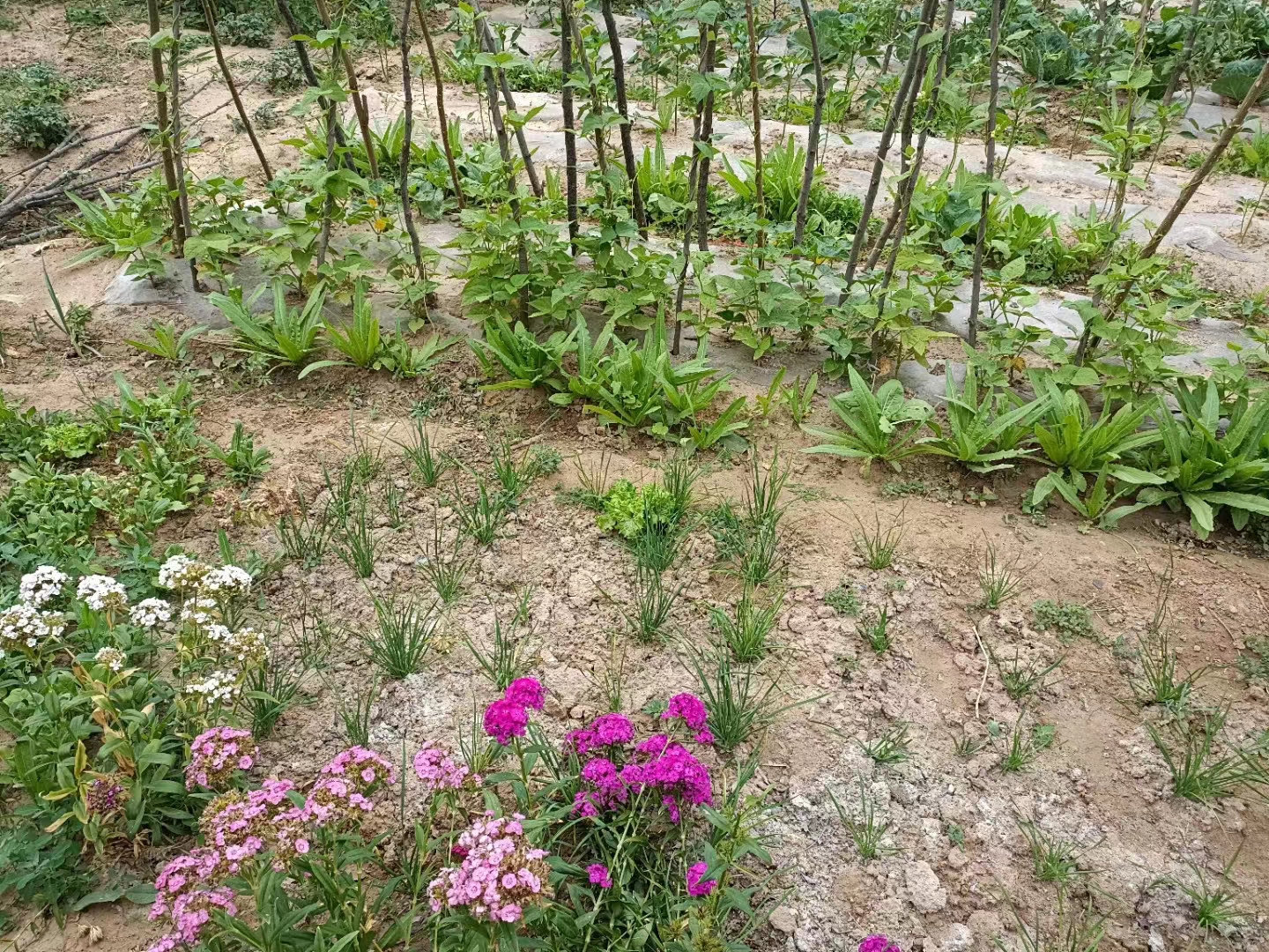七绝 园圃