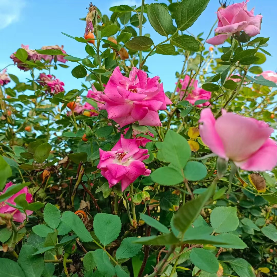 《园丁颂》序