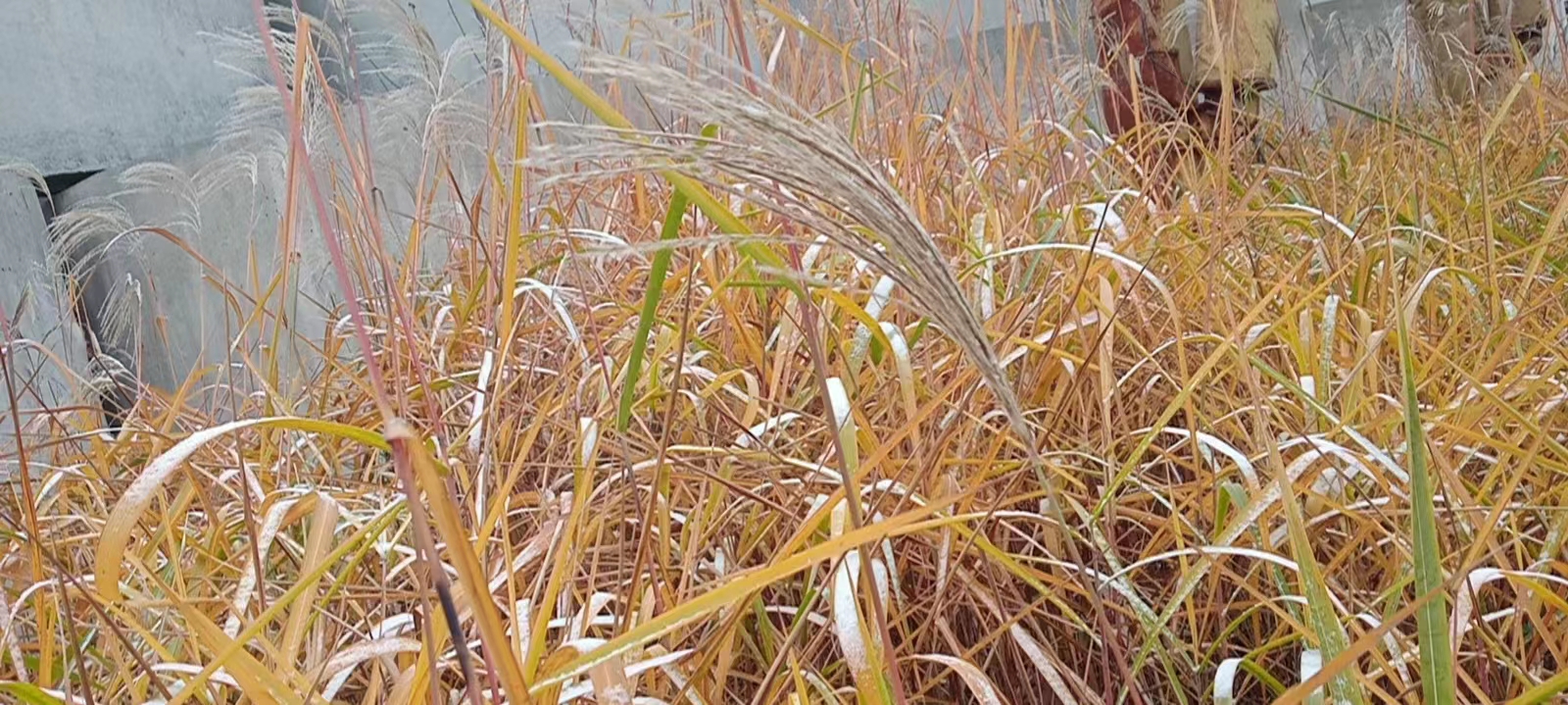 郭明祥/芦苇荡漾