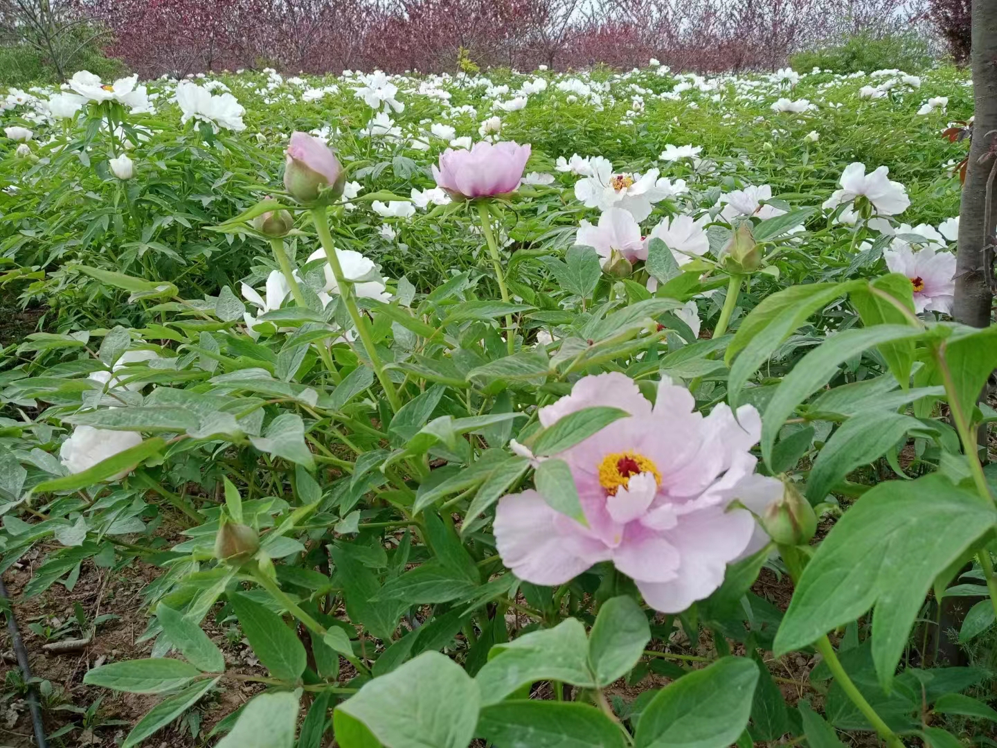 郭明祥/五月花开