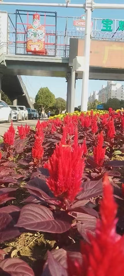  郭明祥/秋天爬‮陈上‬仓古塬