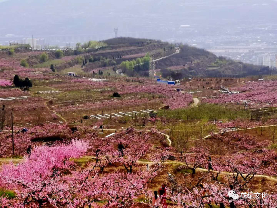 孟东花/秦安桃园