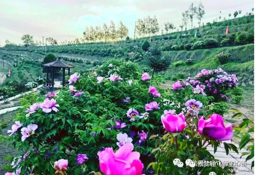 【孟东花/清风何辞仙岭远？与君揽住富贵春   ——与师友们同赴王铺梁赏牡丹侧记】图1