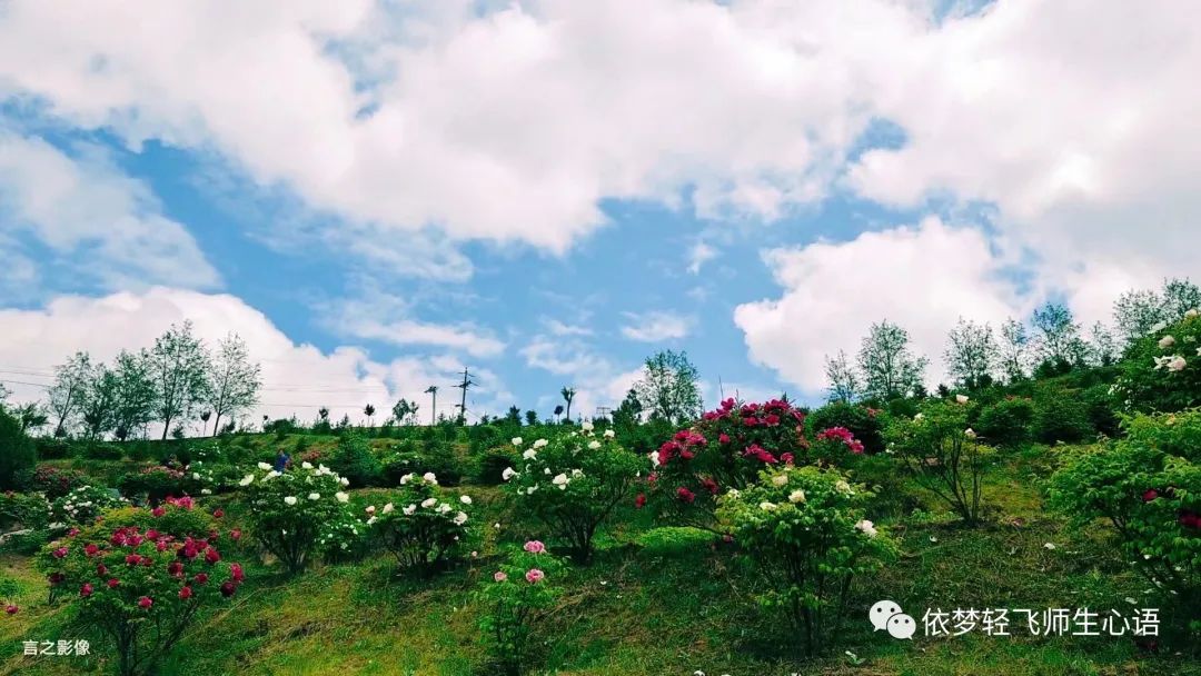 【孟东花/清风何辞仙岭远？与君揽住富贵春   ——与师友们同赴王铺梁赏牡丹侧记】图2