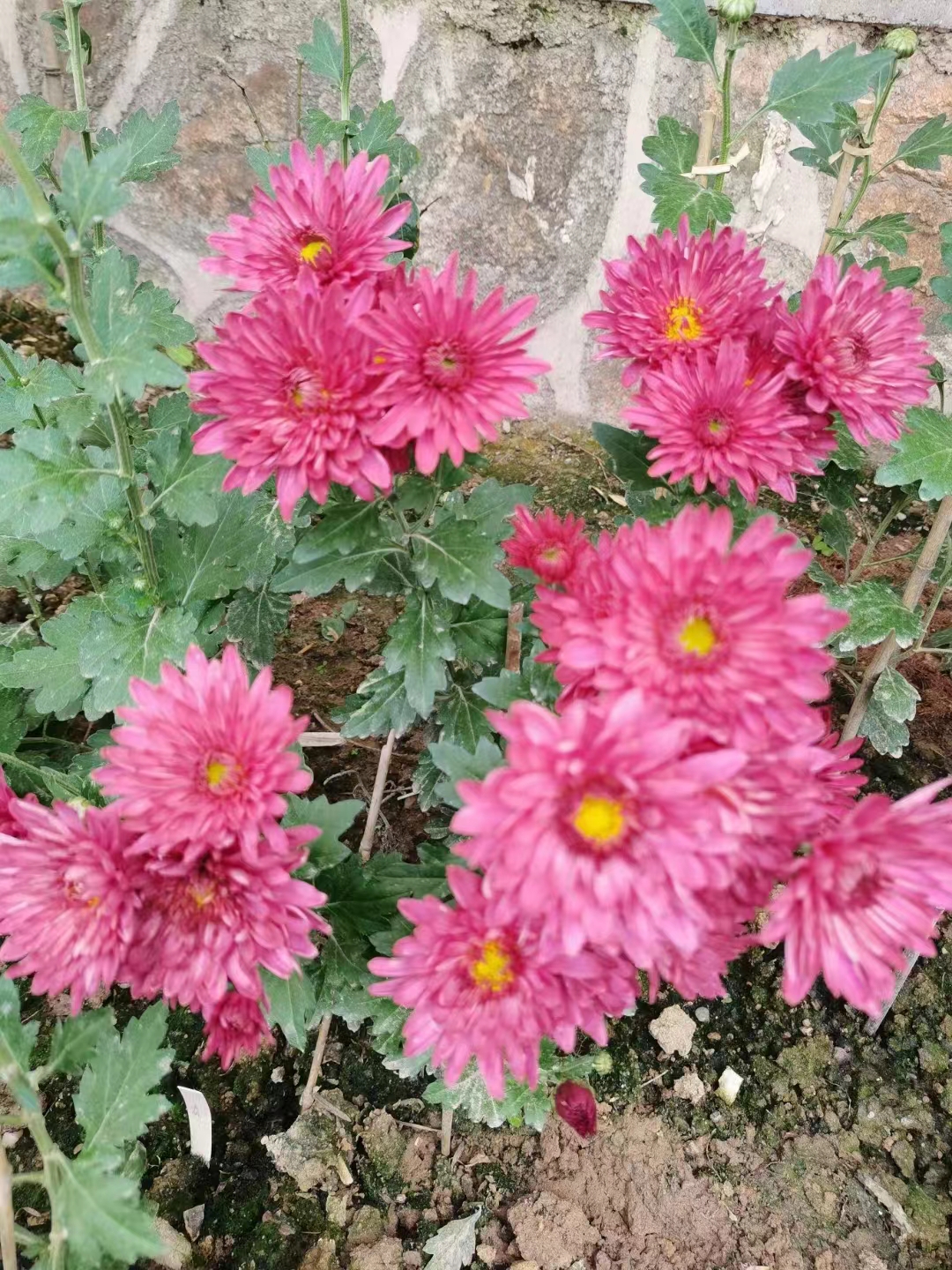 江月晃重山.寒衣节回村