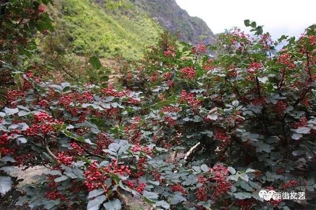 杨强/去千户看花椒