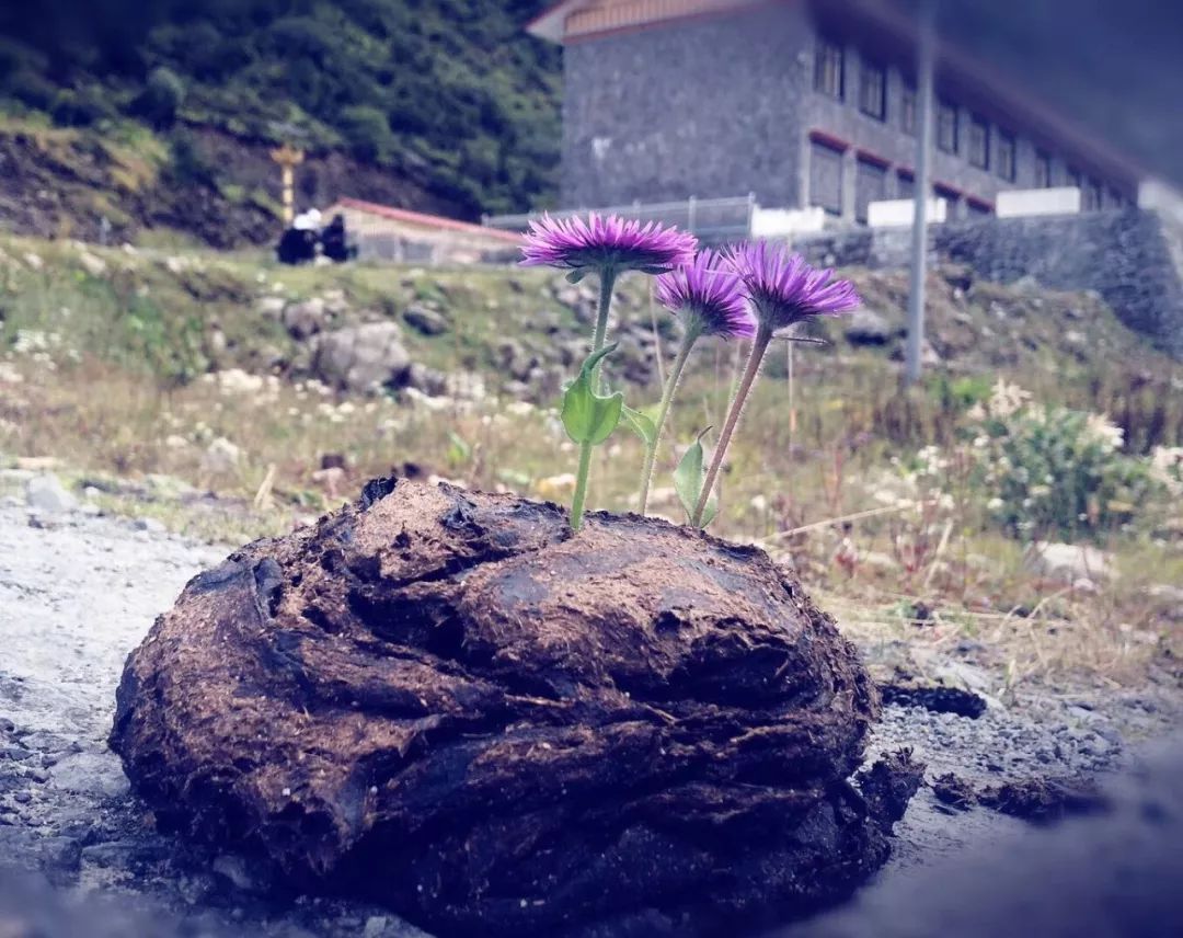 我是一朵鲜花，曾经插在牛粪上