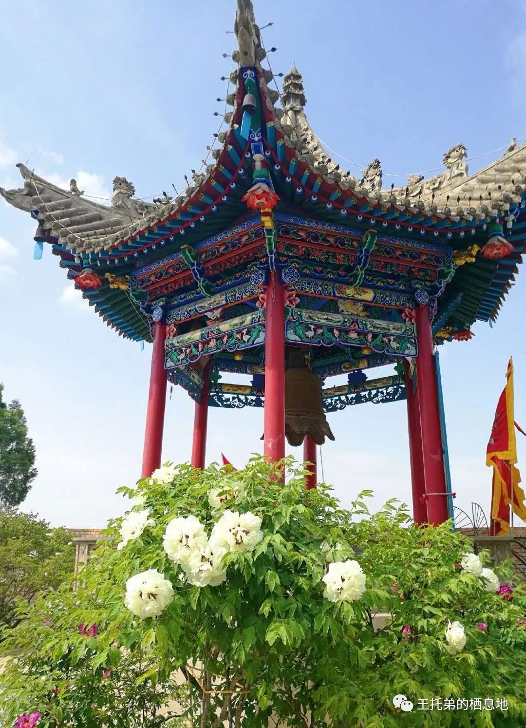 王铺镇 茆䒟苑：一个凌风傲世的尘世仙子