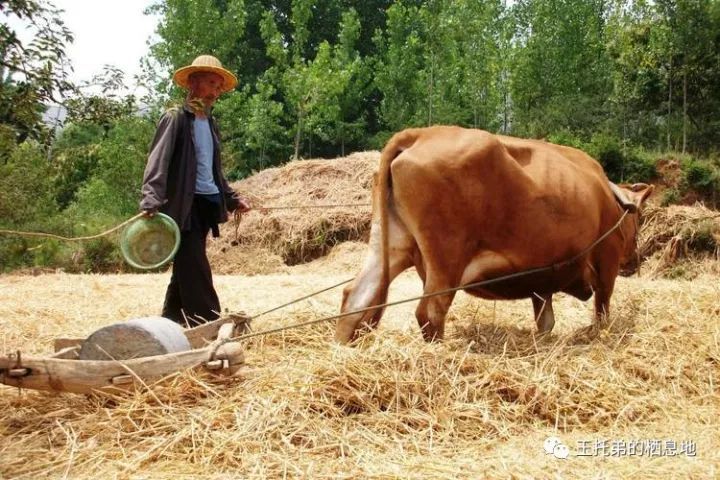 李晓明/还记得儿时碾场用的“碌碡”吗？