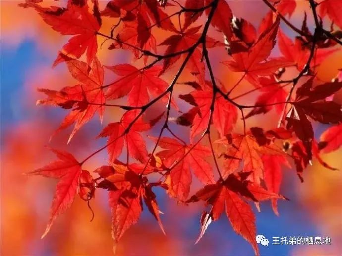 【蔡金喜/父母爱情】图2