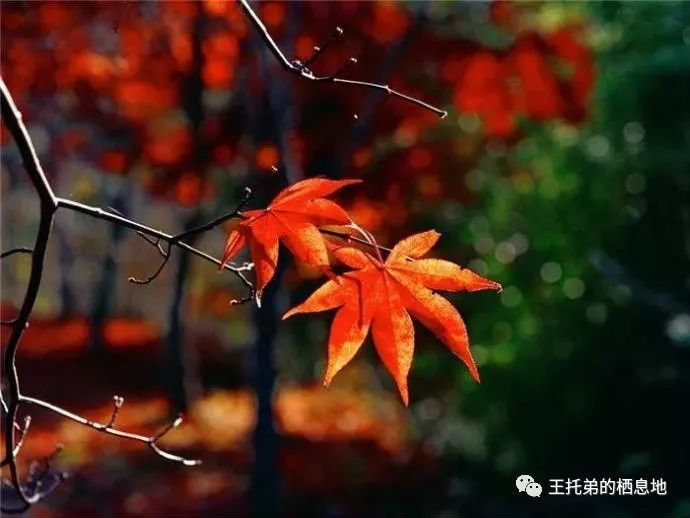 【蔡金喜/父母爱情】图4