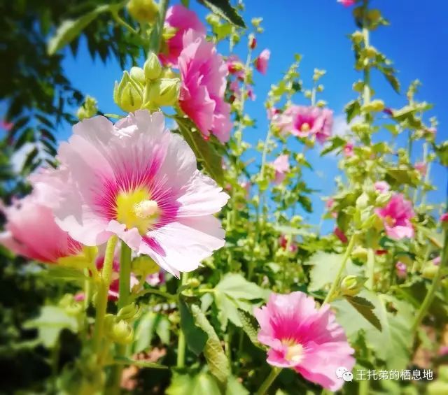 蔡金喜/蜀葵，属于大自然的花 。