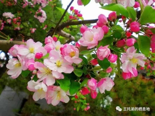 【王托弟/海棠花溪】图4