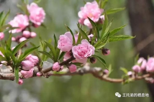 【王托弟/海棠花溪】图3