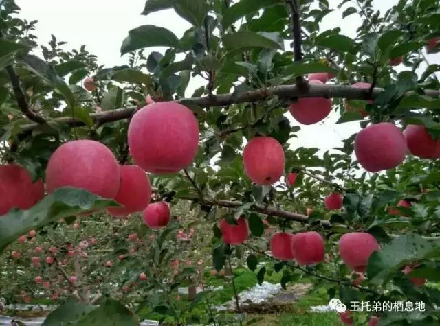 【成志军/悠悠母子情】图2