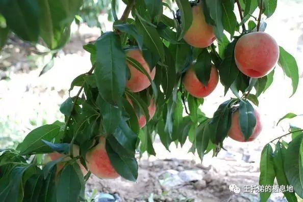【程啸/ 离不开的秦安——兼论秦安籍美女作家王托弟散文集《回不去的故乡》】图3