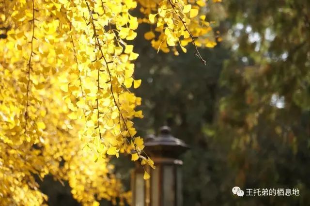 【马丽珠/史铁生的地坛：文字过处，满心怜惜】图2