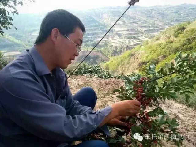 李成义/花椒乡的“新生态”