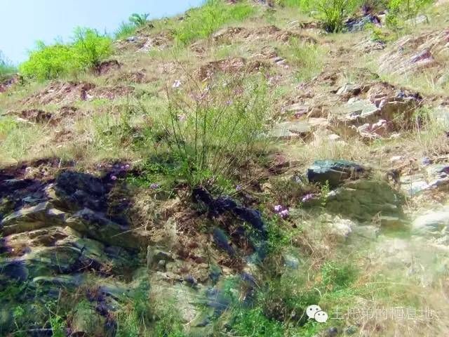 【李晓明/庙咀：一朵开在秦安石峡上的“花儿”】图2
