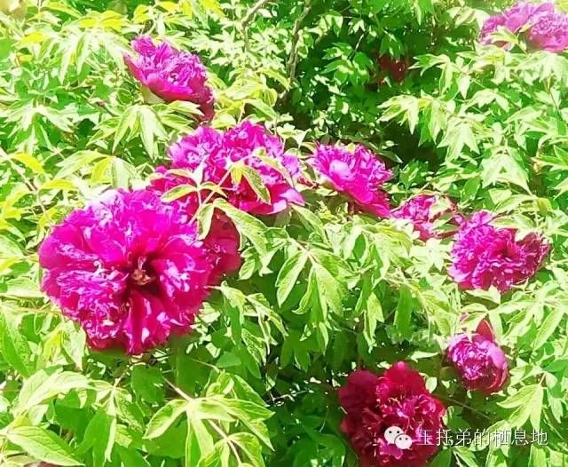 【王托弟/牡丹花开真国色，仪态万千总含情】图1