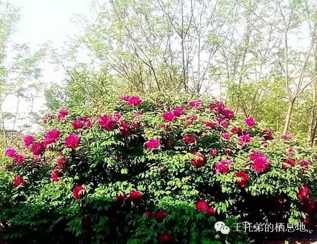 【王托弟/牡丹花开真国色，仪态万千总含情】图3
