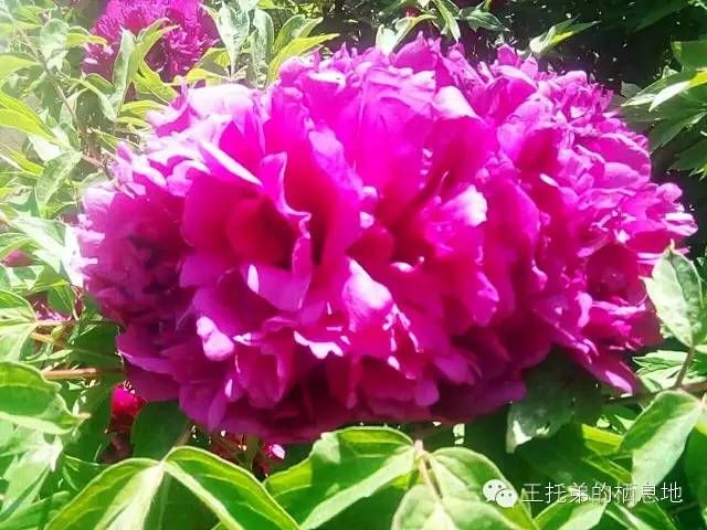 【王托弟/牡丹花开真国色，仪态万千总含情】图4