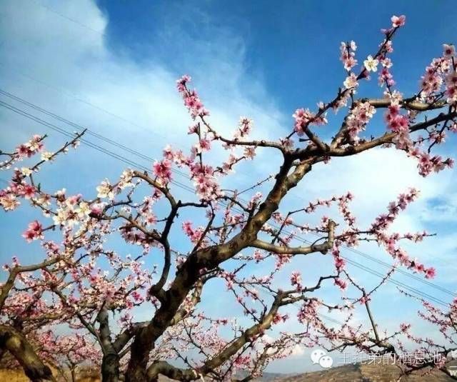 【王托弟/到秦安，来一场与桃花有关的邂逅】图3
