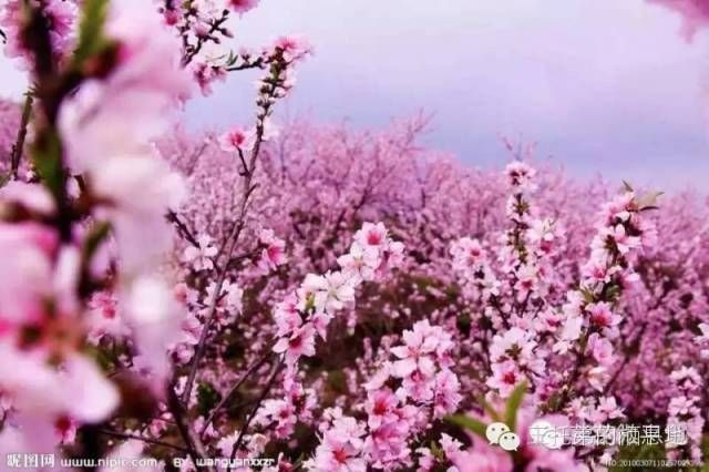 【王托弟/到秦安，来一场与桃花有关的邂逅】图1