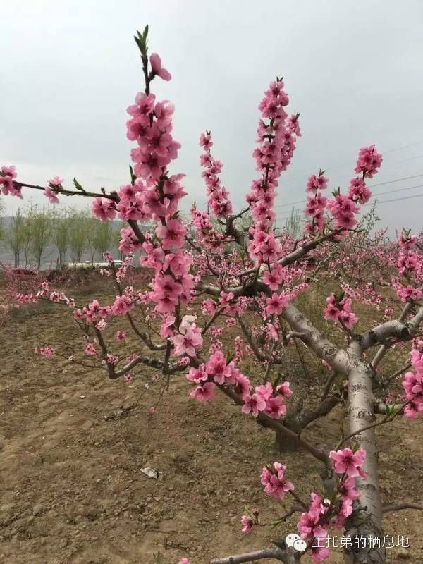 【王托弟/到秦安，来一场与桃花有关的邂逅】图4