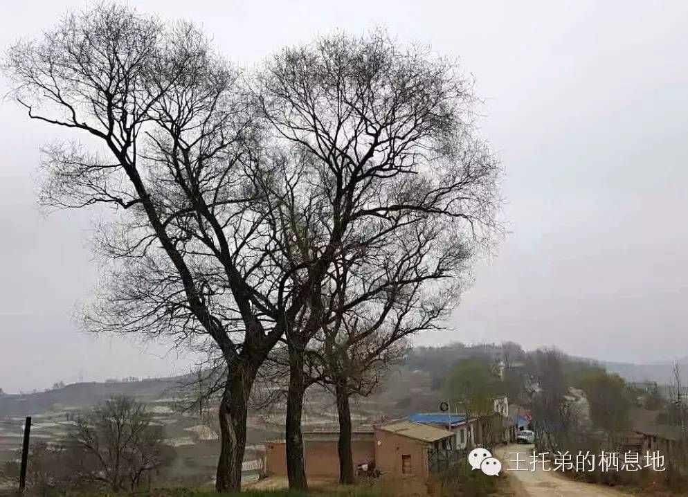 岭上人/我的母亲