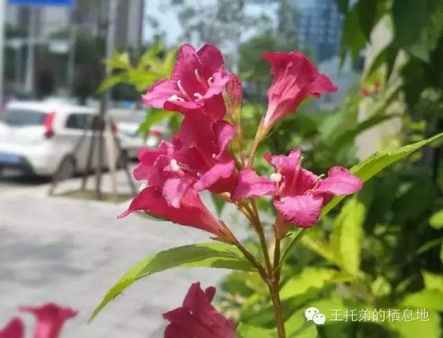 王托弟/ 惟愿一切不留情面皆因爱之深责之苛